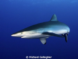 Silky shark in the Red Sea, Sudan by Michael Gallagher 